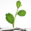 growth_img